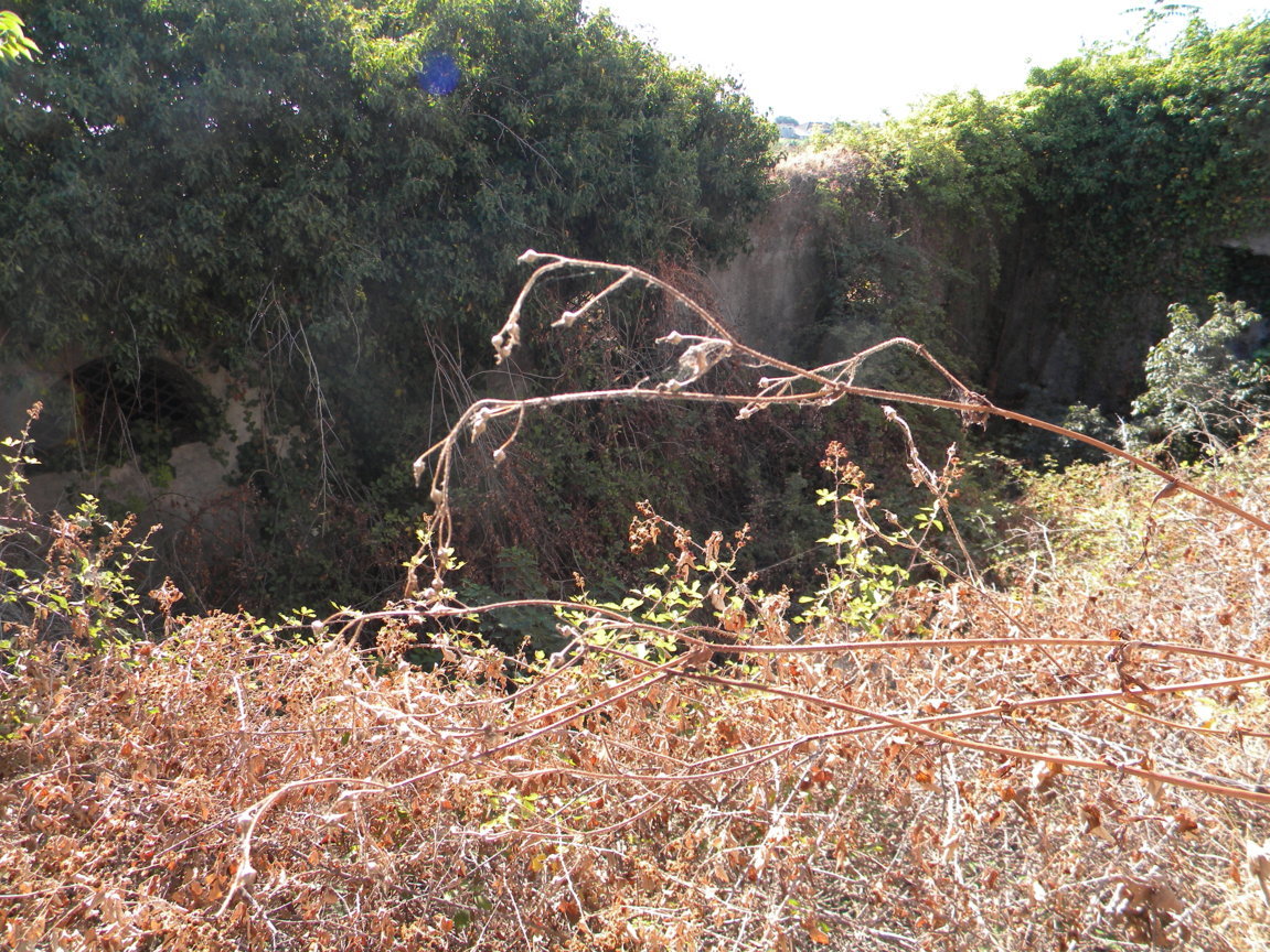 DSCN8172 .JPG